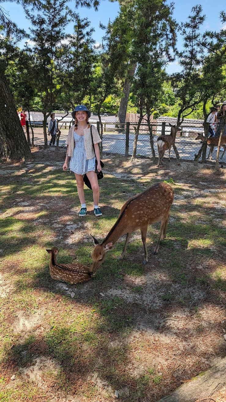 Under dappled shade in a quiet forest park, a summer afternoon slows as deer graze freely, their soft shapes moving through sunlit grass. An artist pauses there, sketchbook forgotten, breathing in pine and warmth while a doe bends to her fawn, the moment tender and unguarded. The air feels hushed and golden, as if nature itself has invited stillness and wonder to linger a little longer.